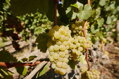 Hans Wirsching VDP / Silvaner Gutswein, suché