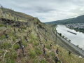 Knebel VDP / Riesling Gutswein, suché